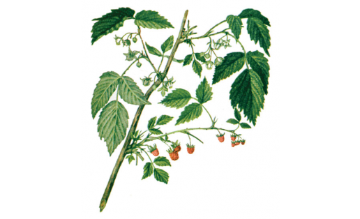Малина обыкновенная (Rubus idaeus)