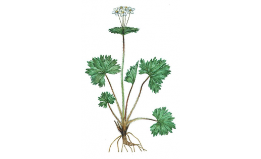 Анемонаструм пермский (Anemonastrum biarmiense)