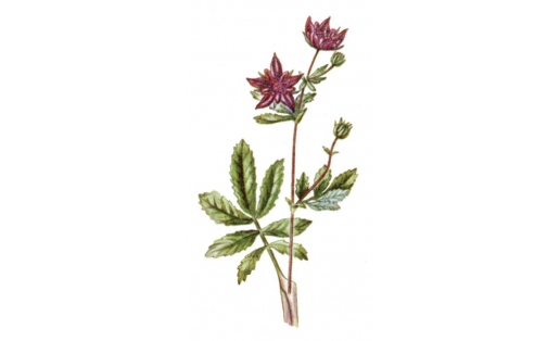 Сабельник болотный (Comarum palustre)