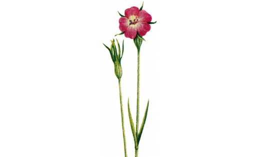 Сәсеү баҡраһы (Agrostemma githago)