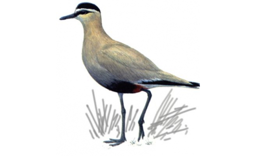 Ялан тәгәрләге (Chettusia gregaria)