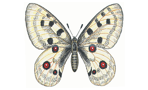 Аполлон (Parnassius аpollo)