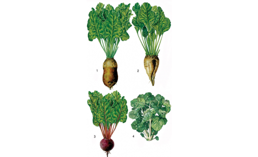 Ябай сөгөлдөр (Beta vulgaris): 1 — мал; 2 — шәкәр; 3 — аш; 4 — япраҡлы