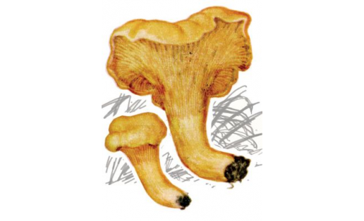 Лисичка жёлтая (Cantharellus cibarius)