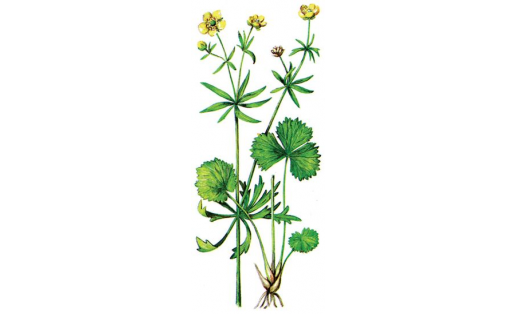 Алтын сәскәле лютик (Ranunculus auricomus)