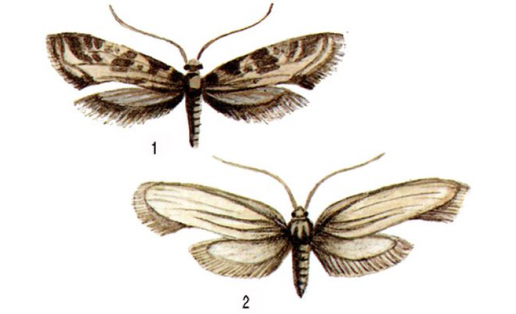Моли: 1 — моль зерновая (Nemapogon granellus); 2 — моль платяная (Tineola biselliella)