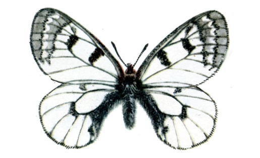 Мнемозина (Parnassius mnemosyne)