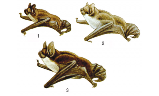 Ночницы: 1 — ночница водяная (Myotis daubentonii); 2 — ночница Наттерера (Myotis nattereri); 3 — ночница прудовая (Myotis dasycneme)