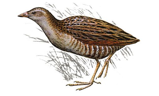 Тартай (Crex crex)