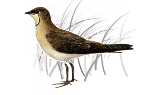 Сипылдауыҡ (Glareola nordmanni)