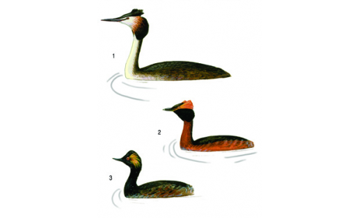 Поганкообразные: 1 — поганка большая (Podiceps cristatus); 2 — поганка красношейная (Podiceps auritus); 3 — поганка черношейная (Podiceps nigricollis)