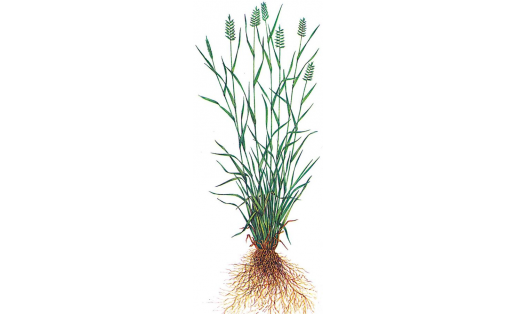 Житняк гребневидный (Agropyron pectinatum)
