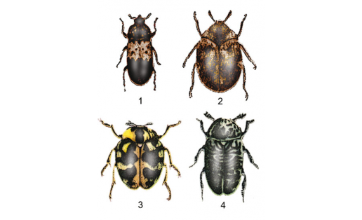 Кожееды: 1 — кожеед ветчинный (Dermestes lardarius); 2 — кожеед музейный (Anthrenus museorum); 3 — кожеед норичниковый (Anthrenus scrophulariae); 4 — кожеед рябой (Dermestes murinus)