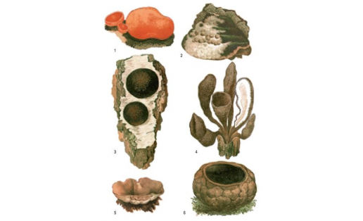 Аскомицеты: 1 — алеврия оранжевая (Aleuria aurantia); 2 — гипокрея подушковидная (Hypocrea pulvinata) на трутовике; 3 — дальдиния концентрическая (Daldinia concentrica) на берёзе; 4 — ксилярия многообразная (Xylaria polymorpha); 5 — пецица пузырчатая (Peziza vesiculosa); 6 — саркосома шаровидная (Sarcosoma globosum)
