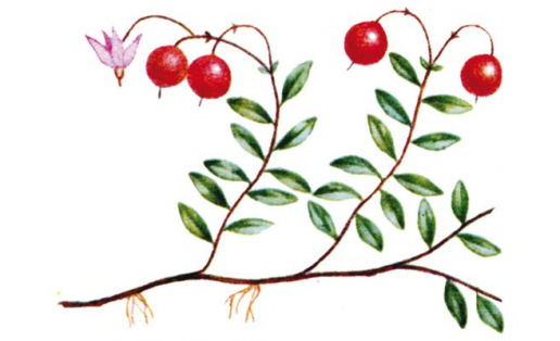 Клюква болотная (Oxycoccus palustris)