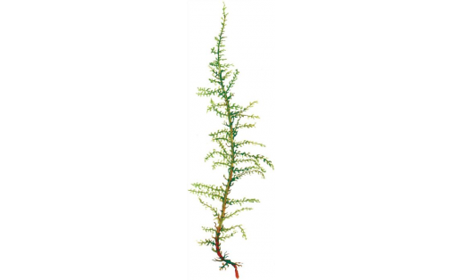Үҙгәреүсән палюстриелла (Palustriella decipiens)
