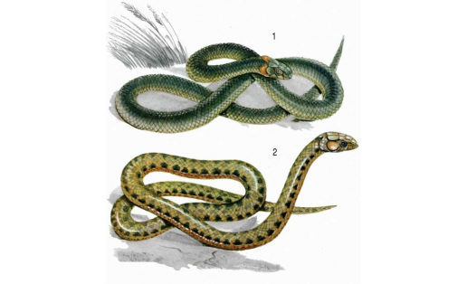 Ужовые: 1 — уж обыкновенный (Natrix natrix); 2 — уж водяной (Natrix tessellata).