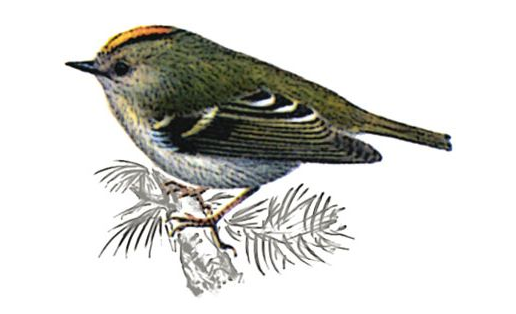 Королёк желтоголовый (Regulus regulus)