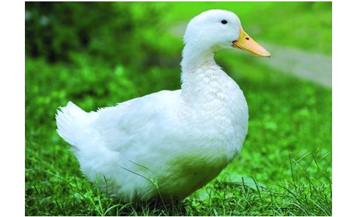 Утка кросса “Благоварский”. Племптицезавод “Благоварский”.  A duck of the Blagovarsky cross-breed