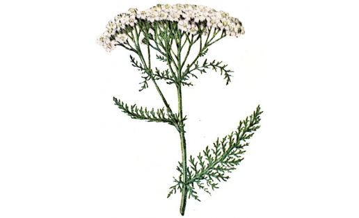 Тысячелистник обыкновенный (Achillea millefolium)