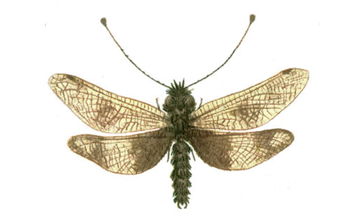 Аскалаф пёстрый (Ascalaphus macaronius)