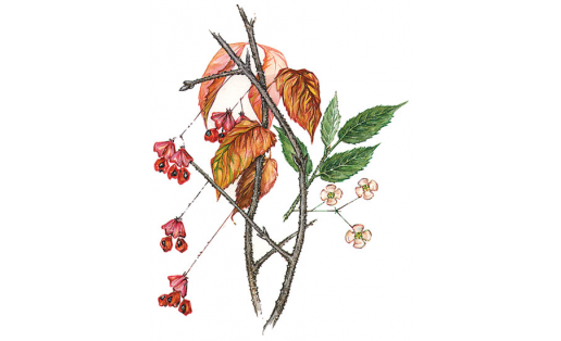 Сөйәлле зелпе (Euonymus verrucosa)