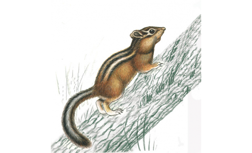 Бурундук (Eutamias sibiricus)