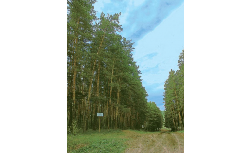 Бунин урманы