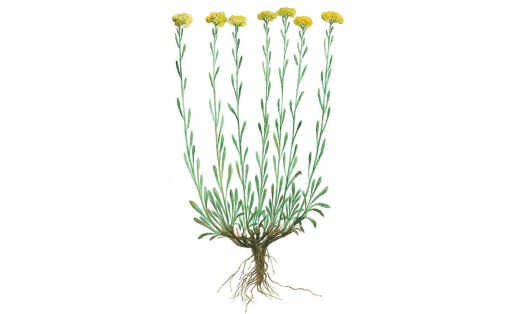 Бессмертник песчаный (Helichrysum arenarium)