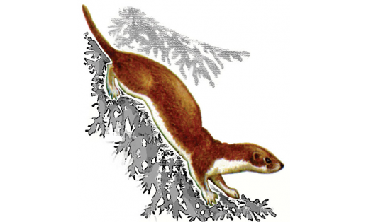 Йәтсә (Mustela nivalis)