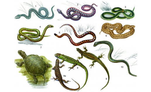 Пресмыкающиеся: 1 — гадюка обыкновенная (Vipera berus); 2 — гадюка степная (Vipera ursini); 3 — уж обыкновенный (Natrix natrix); 4 — уж водяной (Natrix tessellata); 5 — медянка обыкновенная (Coronella austriaca); 6 — полоз узорчатый (Elaphe dione); 7 — черепаха болотная (Emys orbicularis); 8 — ящерица прыткая (Lacerta agilis), самец; 8а – то же, самка; 9 — ящерица живородящая (Lacerta vivipara); 10 — веретеница ломкая (Anguis fragilis) Reptiles: 1 – common viper (Vipera berus); 2 – steppe viper (Vipera ursini); 3 – ordinary grass snake (Natrix natrix); 4 – dice snake (Natrix tessellata); 5 – smooth snake (Coronella austriaca); 6 – steppe ratsnake (Elaphe dione); 7 – pond turtle (Emys orbicularis); 8 – sand lizard (Lacerta agilis), male; 8a – the same, female; 9 – viviparous lizard (Lacerta vivipara); 10 – slowworm (Anguis fragilis)