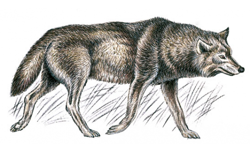 Волк (Canis lupus)