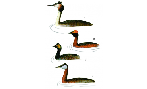 Поганкообразные: 1 — поганка большая (Podiceps cristatus); 2 — поганка красношейная (Podiceps auritus); 3 — поганка черношейная (Podiceps nigricollis); 4 — серощёкая поганка (Podiceps griseigena) Podicipediformes: 1 – common grebe (Podiceps cristatus); 2 – horned grebe (Podiceps auritus); 3 – black-necked grebe (Podiceps nigricollis); 4 – red-necked grebe (Podiceps griseigena)