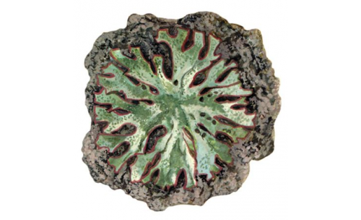 Фроста риччияһы (Riccia frostii)