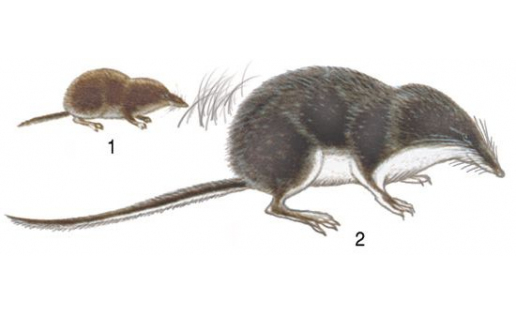 Насекомоядные: 1 — бурозубка крошечная (Sorex minutissimus); 2 — кутора водяная (Neomys fodiens)