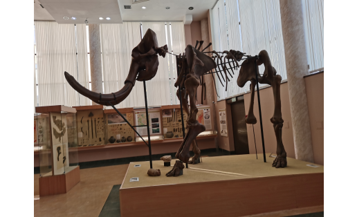 Реконструкция скелета хазарского мамонта (Mammuthus trogontherii chosaricus) в Музее археологии и этнографии