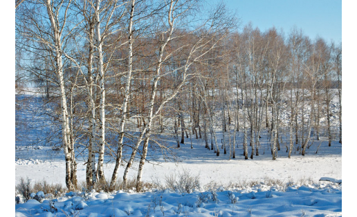 Фёдоровка заказнигы