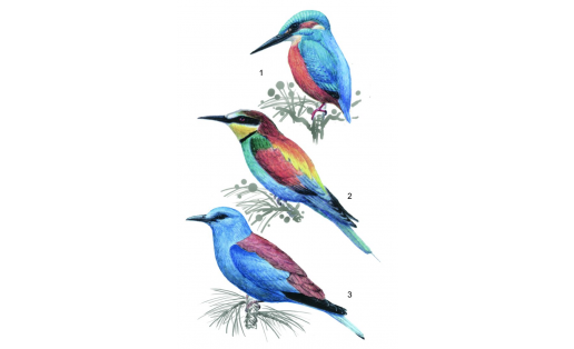 Ракшеобразные: 1 — зимородок (Alcedo atthis), самец; 2 — щурка золотистая (Merops apiaster), самец; 3 — сизоворонка (Coracias garrulus) Coraciiformes:1 – kingfisher (Alcedo atthis), male; 2 – European bee-eater (Merops apiaster), male; 3 – roller (Coracias garrulus)