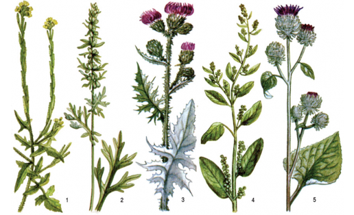 Рудеральные растения: 1 — гулявник лекарственный (Sisymbrium officinale); 2 — полынь обыкновенная (Artemisia vulgaris); 3 — чертополох курчавый (Carduus crispus); 4 — марь многосемянная (Chenopodium polyspermum); 5 — лопух войлочный (Arctium tomentosum)