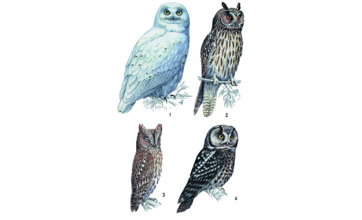 Совообразные: 1 — сова белая (Nyctea scandiaca), самец; 2 — сова ушастая (Asio otus); 3 — сплюшка (Otus scops); 4 — сыч мохноногий (Aegolius funereus)