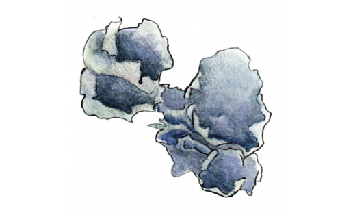 Лептогиум Бурнета (Leptogium burnetiae)