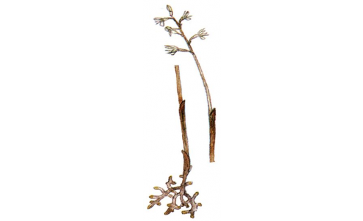 Теленгән мәрйентамыр (Corallorhiza trifida)