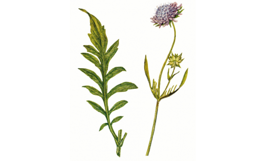 Короставник полевой (Knautia arvensis)