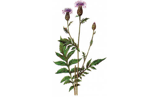 Тажлы һыйыртел (Serratula coronata)