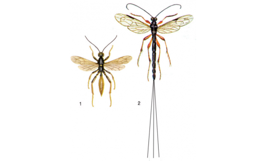 Наездники: 1 — наездник ночницевый (Ichneumon pisorius); 2 — эфиальт-обнаруживатель (Ephialtes manifestator)
