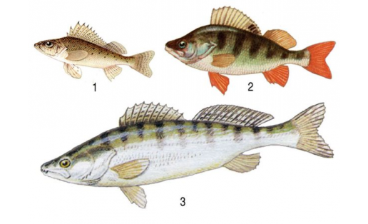 Алабуға һымаҡтар: 1 — ябай этеш (Gymnocephalus cernuus); 2 — ябай алабуға (Perca fluviatilis); 3 — ябай һыла (Stizostedion lucioperca)