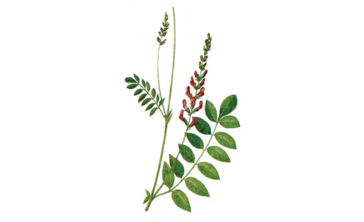 Остролодочник голый (Oxytropis glabra)