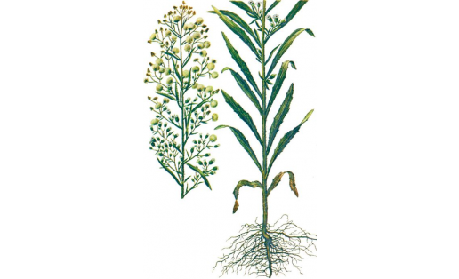 Мелколепестник канадский (Erigeron canadensis)