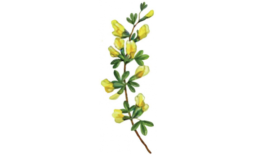 Ракитник Цингера (Chamaecytisus zingeri)