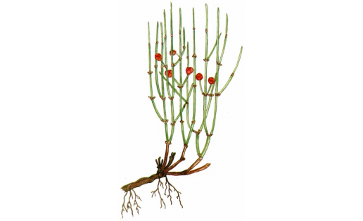 Эфедра двухколосковая (Ephedra distachya)